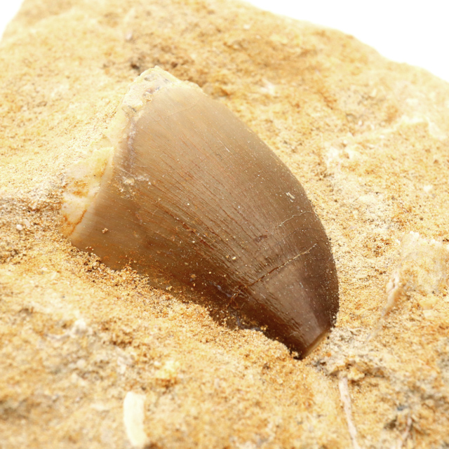 モササウルス 化石 牙 歯 骨 本物 モロッコ産 母岩付き 1点もの 標本 海棲爬虫類 後期白亜紀 約7,000万年前 恐竜 風水 グッズ 占い