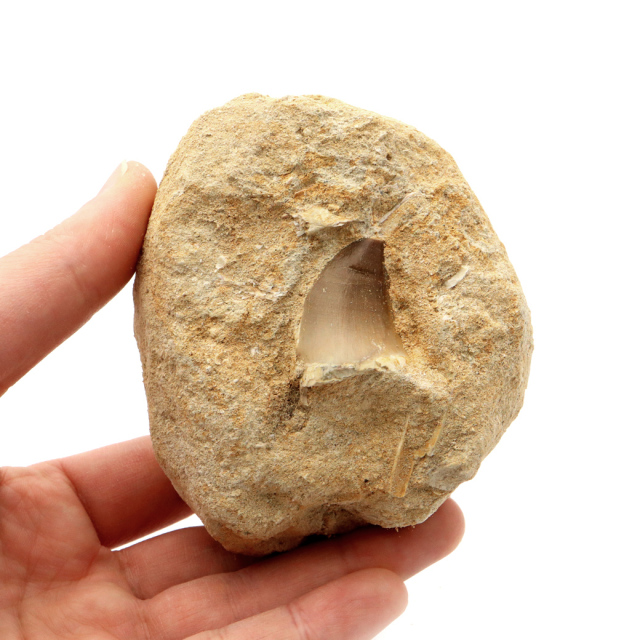 モササウルス 化石 牙 歯 骨 本物 モロッコ産 母岩付き 1点もの 標本 海棲爬虫類 後期白亜紀 約7,000万年前 恐竜 風水 グッズ 占い