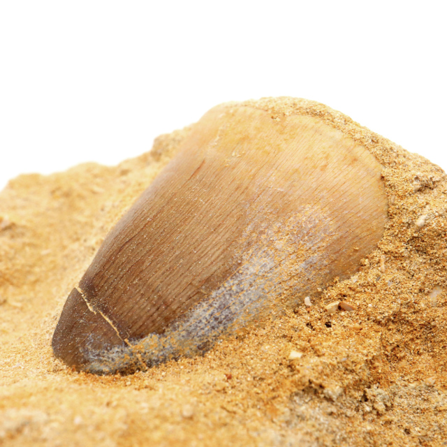 モササウルス 化石 牙 歯 骨 本物 モロッコ産 母岩付き 1点もの 標本 海棲爬虫類 後期白亜紀 約7,000万年前 恐竜 風水 グッズ 占い