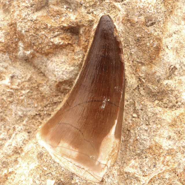 モササウルス 化石 牙 歯 骨 本物 モロッコ産 母岩付き 1点もの 標本 海棲爬虫類 後期白亜紀 約7,000万年前 恐竜 風水 グッズ 占い