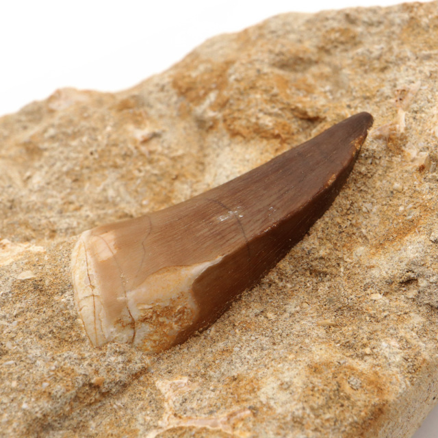 モササウルスの歯 標本 モロッコ産 SCIENCE 恐竜の化石「モササウルス