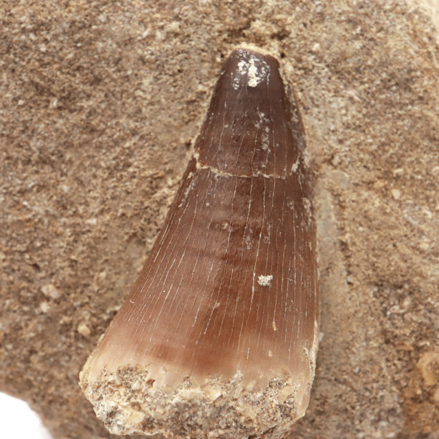 モササウルス 化石 牙 歯 骨 本物 モロッコ産 母岩付き 1点もの 標本 海棲爬虫類 後期白亜紀 約7,000万年前 恐竜 風水 グッズ 占い
