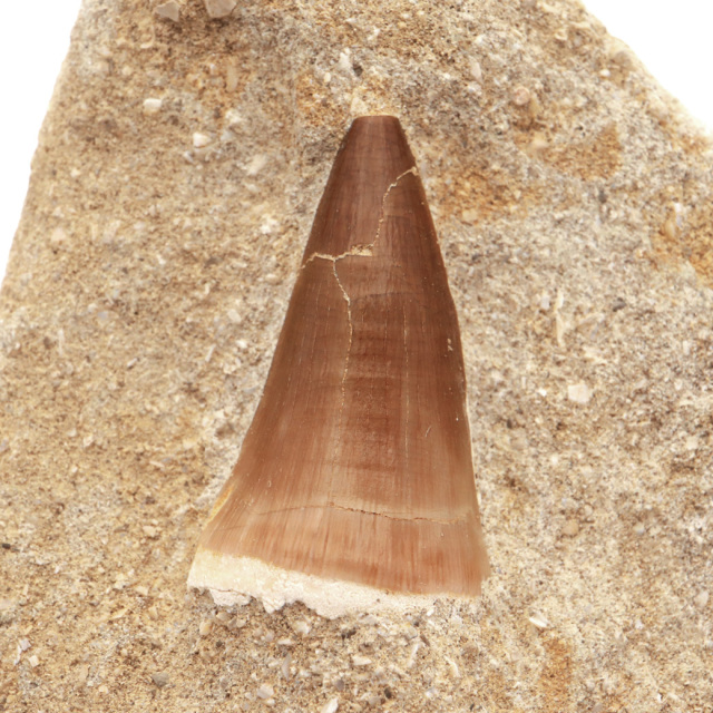 モササウルス 化石 牙 歯 骨 本物 モロッコ産 母岩付き 1点もの 標本 海棲爬虫類 後期白亜紀 約7,000万年前 恐竜 風水 グッズ 占い