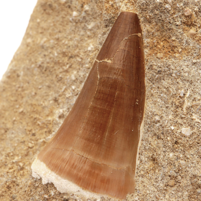 モササウルス 化石 牙 歯 骨 本物 モロッコ産 母岩付き 1点もの 標本 海棲爬虫類 後期白亜紀 約7,000万年前 恐竜 風水 グッズ 占い
