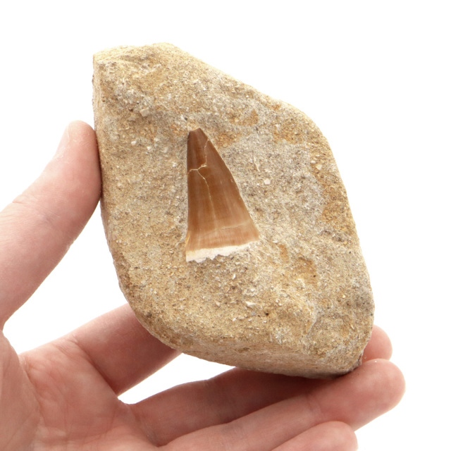 モササウルス 化石 牙 歯 骨 本物 モロッコ産 母岩付き 1点もの 標本 海棲爬虫類 後期白亜紀 約7,000万年前 恐竜 風水 グッズ 占い