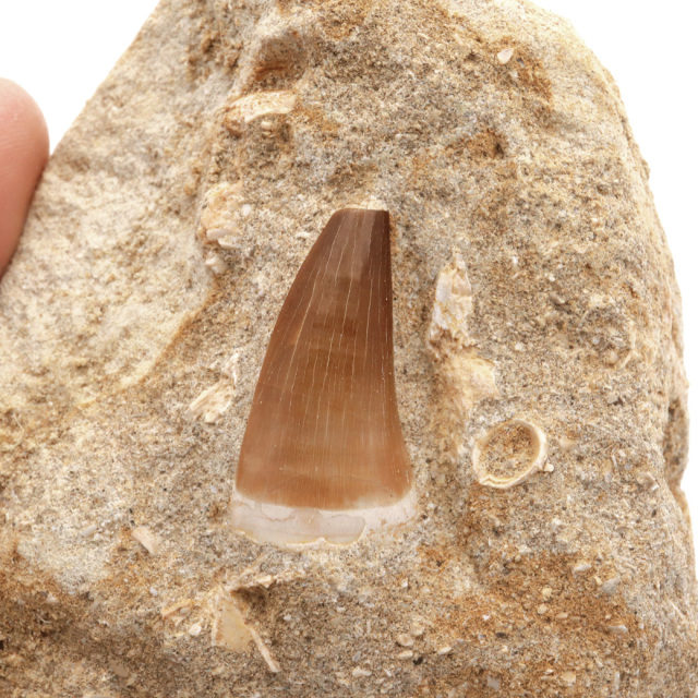 モササウルス 化石 牙 歯 骨 本物 モロッコ産 母岩付き 244g 1点
