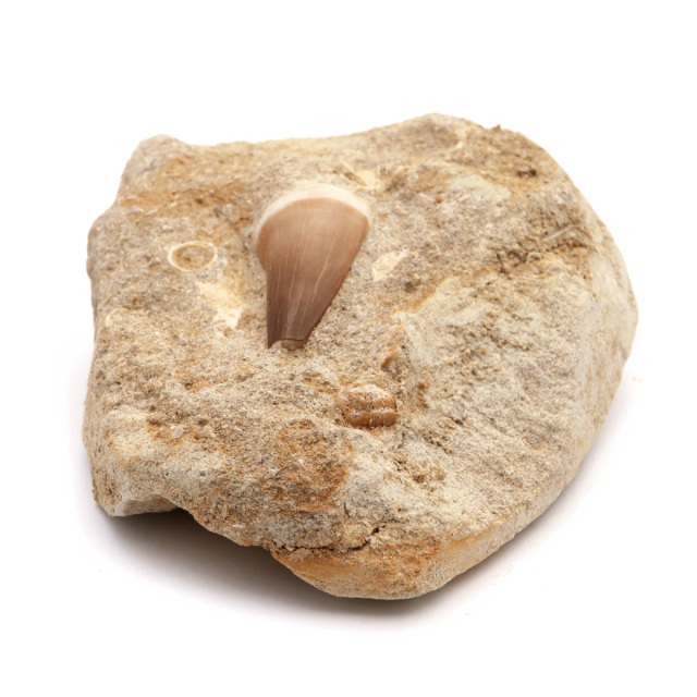 モササウルス 化石 牙 歯 骨 本物 モロッコ産 母岩付き 1点もの 標本 海棲爬虫類 後期白亜紀 約7,000万年前 恐竜 風水 グッズ 占い