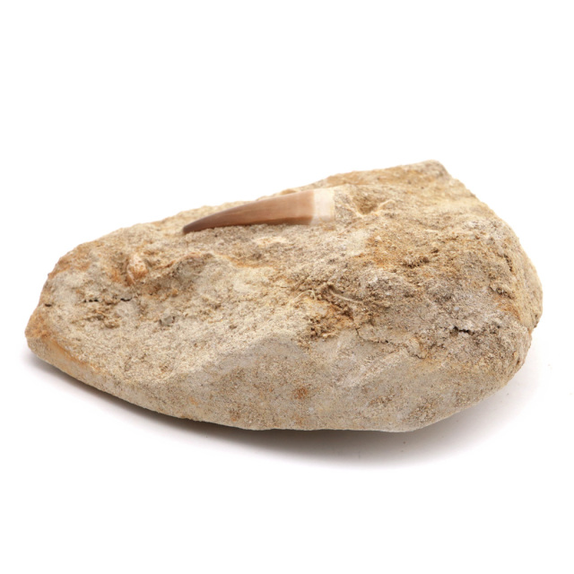 モササウルス 化石 牙 歯 骨 本物 モロッコ産 母岩付き 1点もの 標本 海棲爬虫類 後期白亜紀 約7,000万年前 恐竜 風水 グッズ 占い