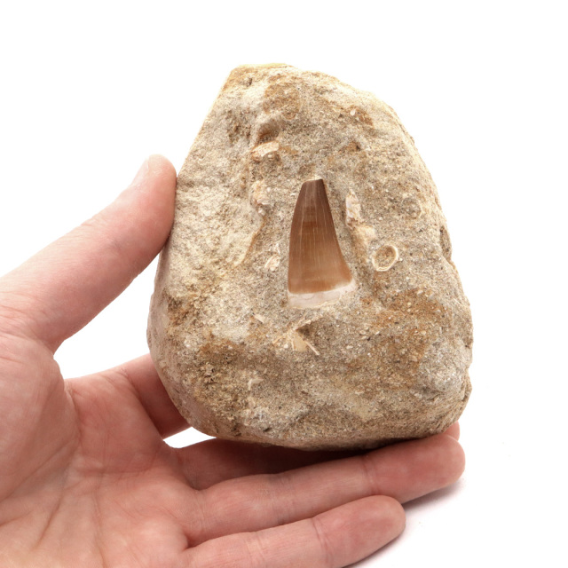 モササウルス 化石 牙 歯 骨 本物 モロッコ産 母岩付き 244g 1点もの