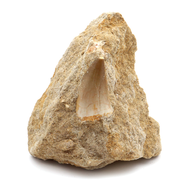 モササウルス 化石 牙 歯 骨 本物 モロッコ産 母岩付き 1点もの 標本 海棲爬虫類 後期白亜紀 約7,000万年前 恐竜 風水 グッズ 占い