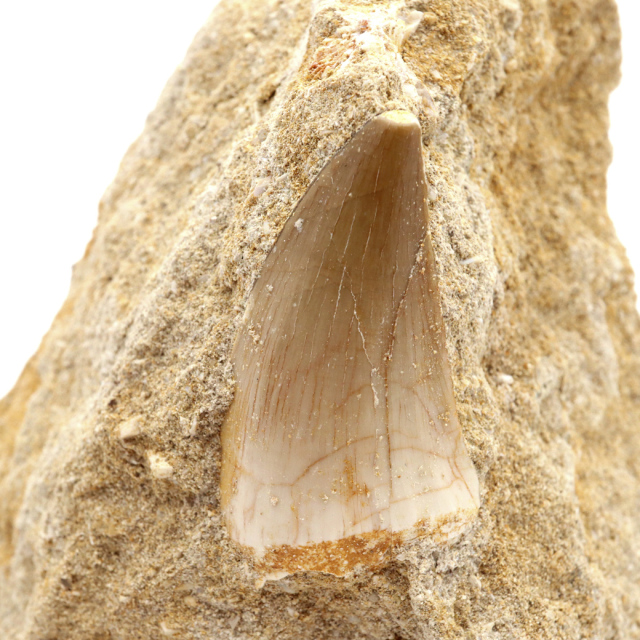 モササウルス 化石 牙 歯 骨 本物 モロッコ産 母岩付き 1点もの 標本 海棲爬虫類 後期白亜紀 約7,000万年前 恐竜 風水 グッズ 占い