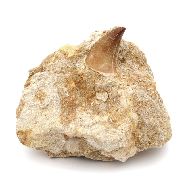 モササウルス 化石 牙 歯 骨 本物 モロッコ産 母岩付き 1点もの 標本 海棲爬虫類 後期白亜紀 約7,000万年前 恐竜 風水 グッズ 占い