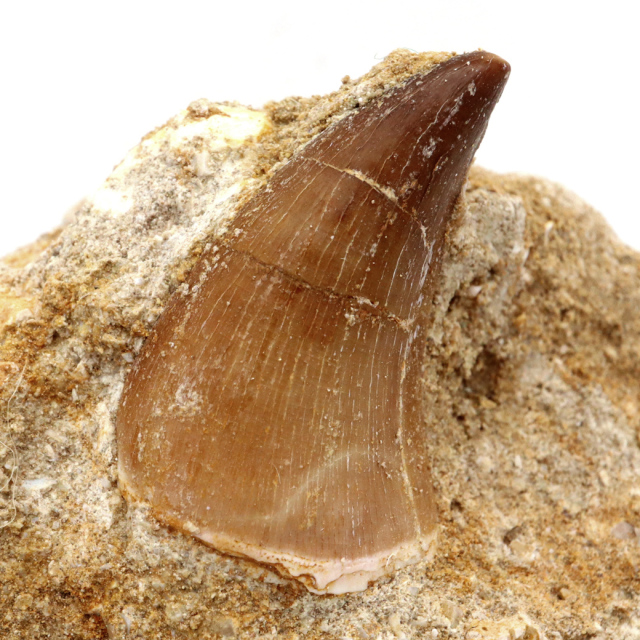 モササウルス 化石 牙 歯 骨 本物 モロッコ産 母岩付き 1点もの 標本 海棲爬虫類 後期白亜紀 約7,000万年前 恐竜 風水 グッズ 占い