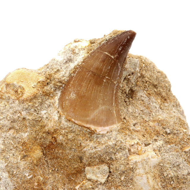 モササウルス 化石 牙 歯 骨 本物 モロッコ産 母岩付き 1点もの 標本 海棲爬虫類 後期白亜紀 約7,000万年前 恐竜 風水 グッズ 占い
