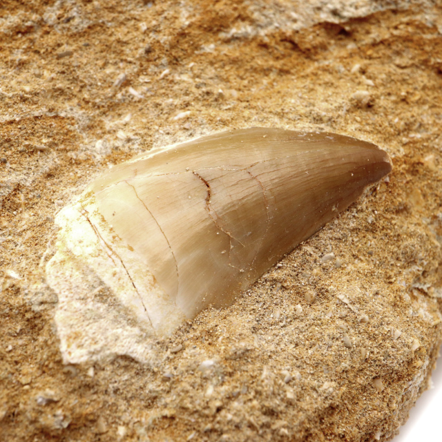 モササウルス 化石 牙 歯 骨 本物 モロッコ産 母岩付き 1点もの 標本 海棲爬虫類 後期白亜紀 約7,000万年前 恐竜 風水 グッズ 占い
