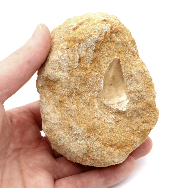 モササウルス 化石 牙 歯 骨 本物 モロッコ産 母岩付き 1点もの 標本 海棲爬虫類 後期白亜紀 約7,000万年前 恐竜 風水 グッズ 占い