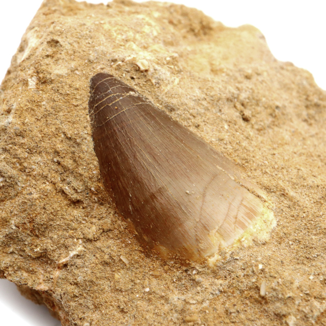 モササウルス 化石 牙 歯 骨 本物 モロッコ産 母岩付き 1点もの 標本 海棲爬虫類 後期白亜紀 約7,000万年前 恐竜 風水 グッズ 占い