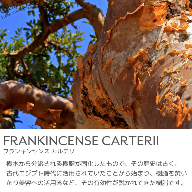 フランキンセンスカルテリ 精油 アロマオイル 10ml エッセンシャルオイル 天然成分100% 1本 スマッジング FrankincenseCarterii