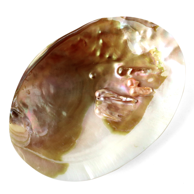 パールシェル ホワイトセージの浄化皿 貝殻 小物入れ オーストラリア産