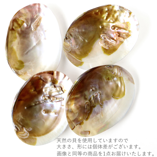 パールシェル ホワイトセージの浄化皿 貝殻 小物入れ オーストラリア産 イケチョウ貝