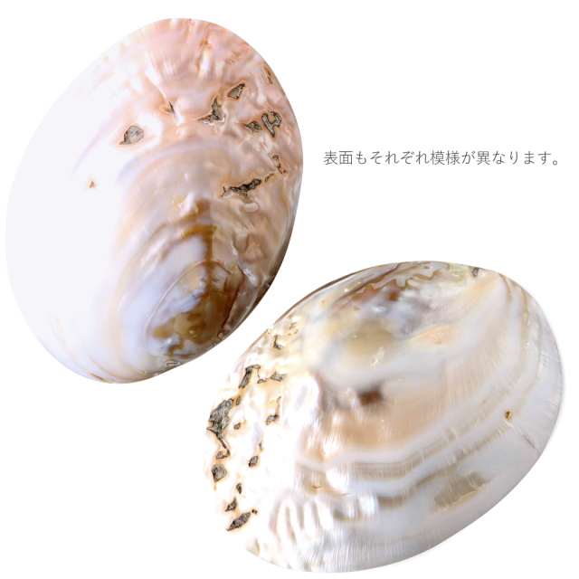 パールシェル ホワイトセージの浄化皿 貝殻 小物入れ オーストラリア産