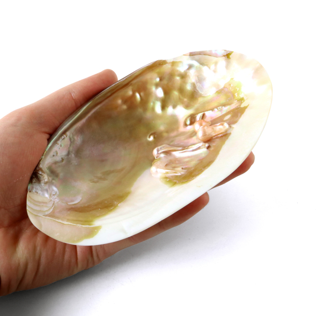 パールシェル ホワイトセージの浄化皿 貝殻 小物入れ オーストラリア産 イケチョウ貝