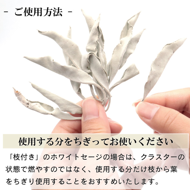 枝付きホワイトセージから使用する葉を取り分ける方法