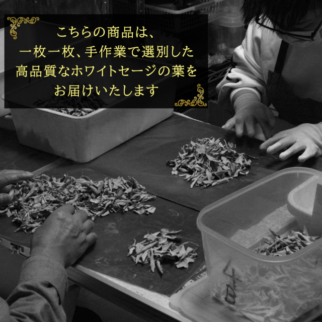 GOLD STONEでホワイトセージを手作業で選別している様子
