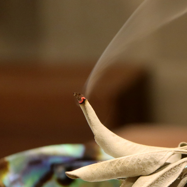 ホワイトセージ 枝無し リーフのみ 10g 選別済み 特選 プレミアム リーフ 無農薬 高品質 カルフォルニア産 アロマ white sage