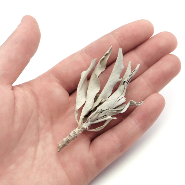 ホワイトセージ 無農薬 カルフォルニア産 お得パック 50g前後 (枝付き、葉小さめ)