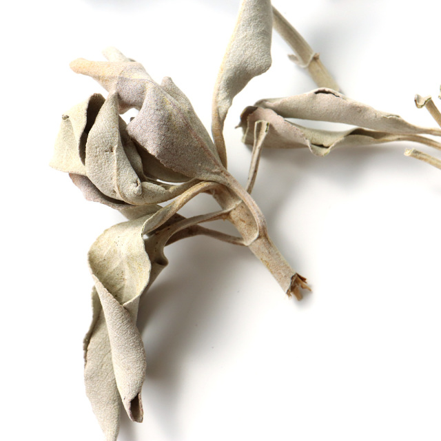 ホワイトセージ 枝付き 葉小さめ 無農薬 カルフォルニア産 お得パック 50g前後