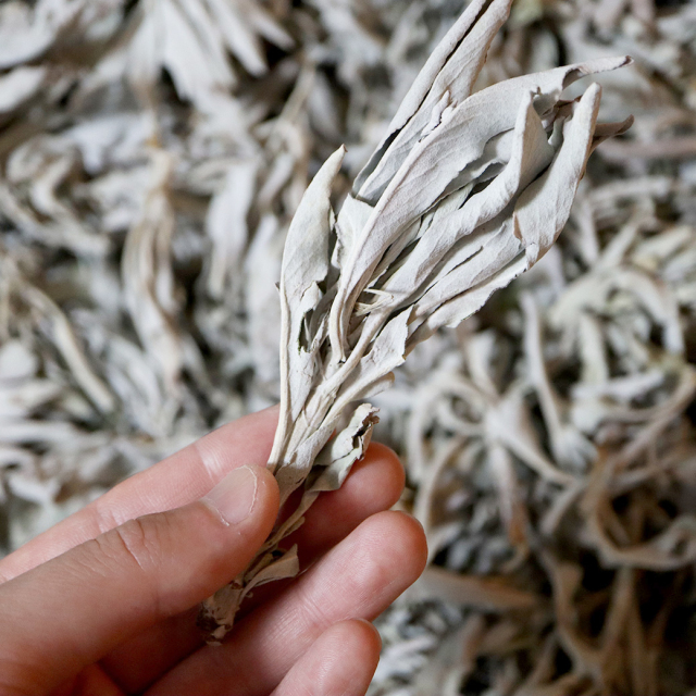 ホワイトセージ 1kg 大容量 無選別 枝付き クラッシュ 無農薬 高品質 セージ お香 浄化 セージの葉 セイジ ハーブ カルフォルニア産