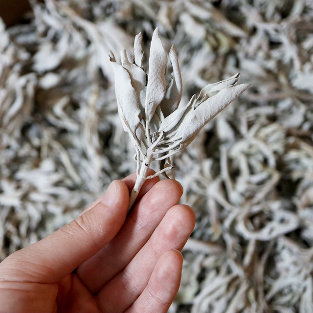 ホワイトセージ 1kg 大容量 無選別 枝付き クラッシュ 無農薬 高品質 セージ お香 浄化 セージの葉 セイジ ハーブ カルフォルニア産