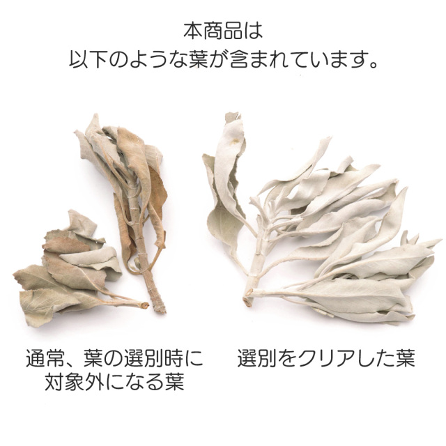 無選別ホワイトセージに含まれる葉の状態の例