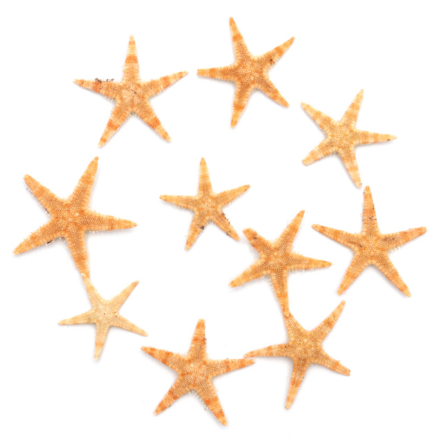カラフル スターフィッシュ ミニヒトデ　レジン ハーバリウム ミニヒトデ { カラフル & ナチュラル } 小さな スターフィッシュ