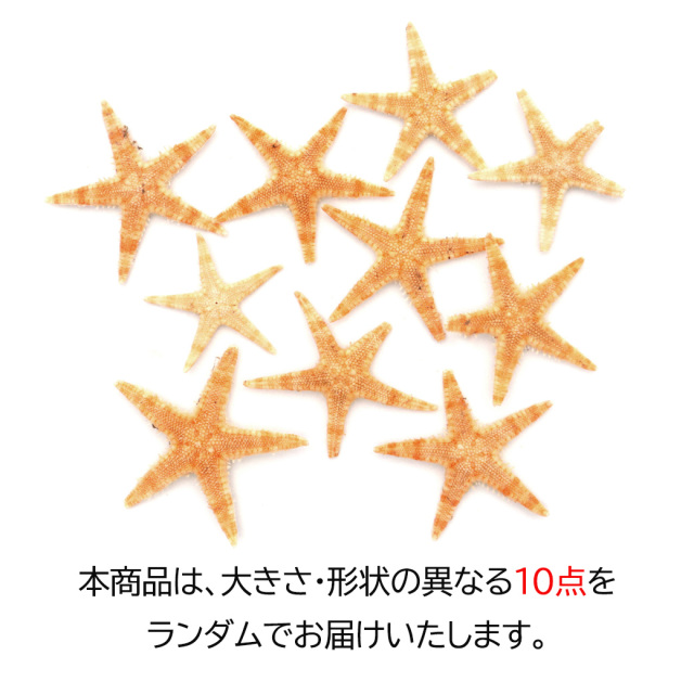 ヒトデ オーナメント パーツ レジン 小さいヒトデ 10個 シェル