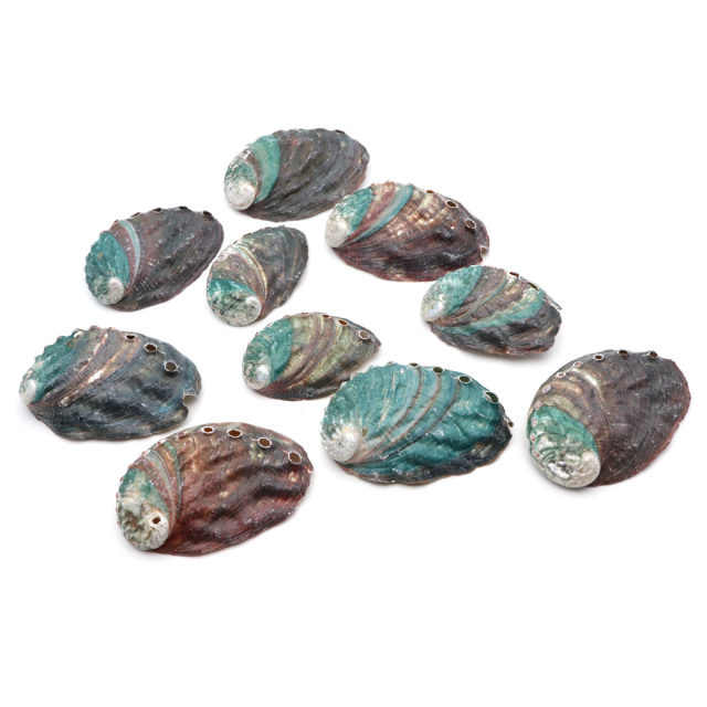 貝殻 パーツ レジン アバロンシェル 10個 サイズMix 4-6cm前後 あわび