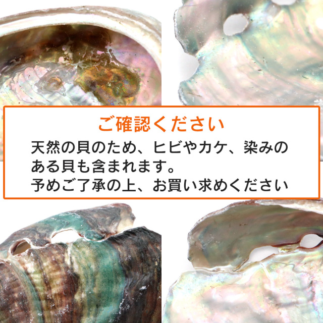 グリーンアバロン 原貝 貝殻 アバロンシェル 834g 約20×17cm アバロン