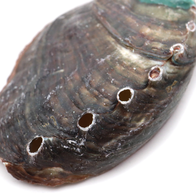 貝殻 パーツ レジン アバロンシェル 10個 サイズMix 4-6cm前後 あわび 鮑 シェル 材料 おうち時間 制作 ハンドメイド 工作 パウアシェル