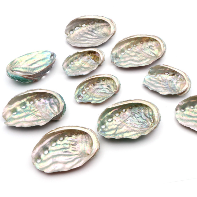 貝殻 パーツ レジン アバロンシェル 10個 サイズMix 4-6cm前後 あわび 鮑 シェル 材料 おうち時間 制作 ハンドメイド 工作 パウアシェル
