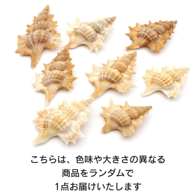 貝殻 パーツ レジン ほら貝 1個 Sサイズ 2-3cm前後 法螺貝 シェル 材料 おうち時間 制作 ハンドメイド 工作