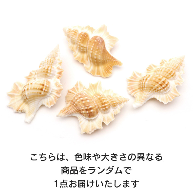 貝殻 パーツ レジン ほら貝 1個 Mサイズ 4-5cm前後 法螺貝 シェル 材料 おうち時間 制作 ハンドメイド 工作