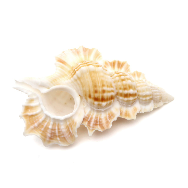 貝殻 パーツ レジン ほら貝 1個 Mサイズ 4-5cm前後 法螺貝 シェル 材料 おうち時間 制作 ハンドメイド 工作