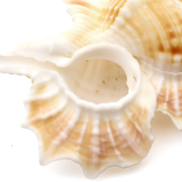 貝殻 パーツ レジン ほら貝 1個 Mサイズ 4-5cm前後 法螺貝 シェル 材料 おうち時間 制作 ハンドメイド 工作