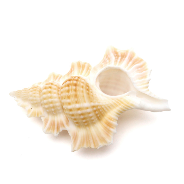 貝殻 パーツ レジン ほら貝 1個 Mサイズ 4-5cm前後 法螺貝 シェル 材料 おうち時間 制作 ハンドメイド 工作