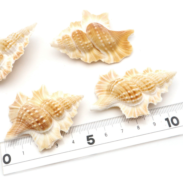 貝殻 パーツ レジン ほら貝 1個 Mサイズ 4-5cm前後 法螺貝 シェル 材料 おうち時間 制作 ハンドメイド 工作