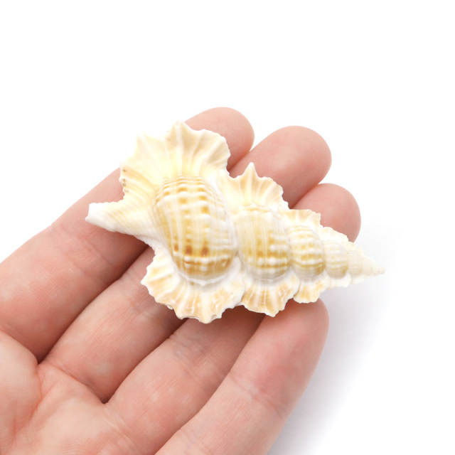 貝殻 パーツ レジン ほら貝 1個 Mサイズ 4-5cm前後 法螺貝 シェル 材料 おうち時間 制作 ハンドメイド 工作