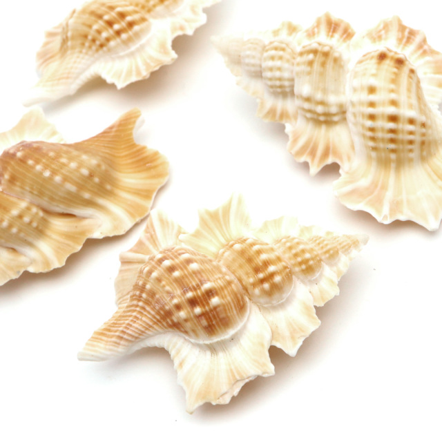 貝殻 パーツ レジン ほら貝 1個 Mサイズ 4-5cm前後 法螺貝 シェル 材料 おうち時間 制作 ハンドメイド 工作