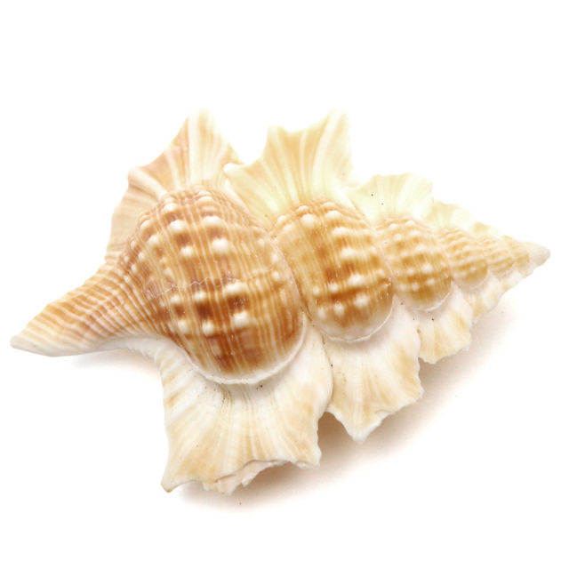 貝殻 パーツ レジン ほら貝 1個 Mサイズ 4-5cm前後 法螺貝 シェル 材料 おうち時間 制作 ハンドメイド 工作