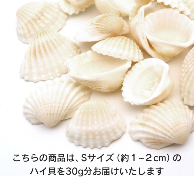 貝殻 パーツ レジン ハイガイ 30g Sサイズ 1-2cm前後 二枚貝 灰貝 シェル 材料 おうち時間 制作 ハンドメイド 工作 天然 ハイ貝 素材